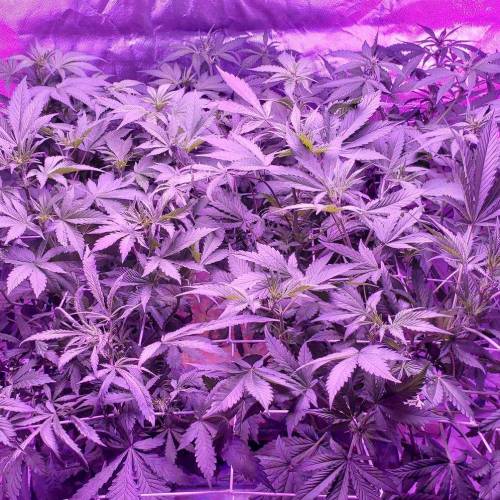 Devil Cream Auto. Week 2