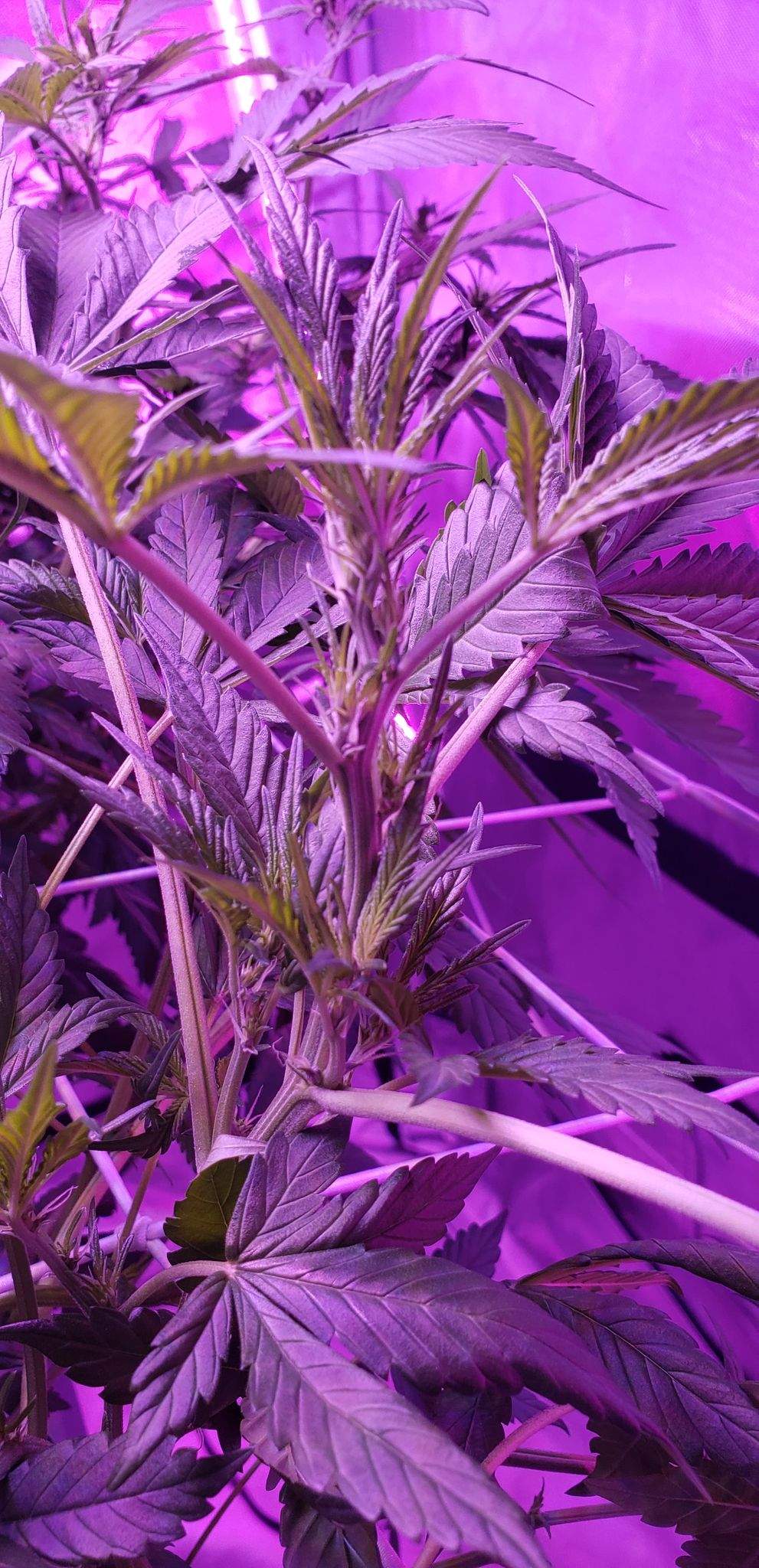 Sweet Seeds Devil Cream Auto® grow diary (journal) week2 by thehighgod