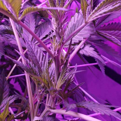 Devil Cream Auto. Week 2