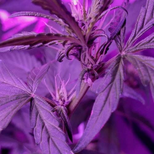 Devil Cream Auto. Week 2