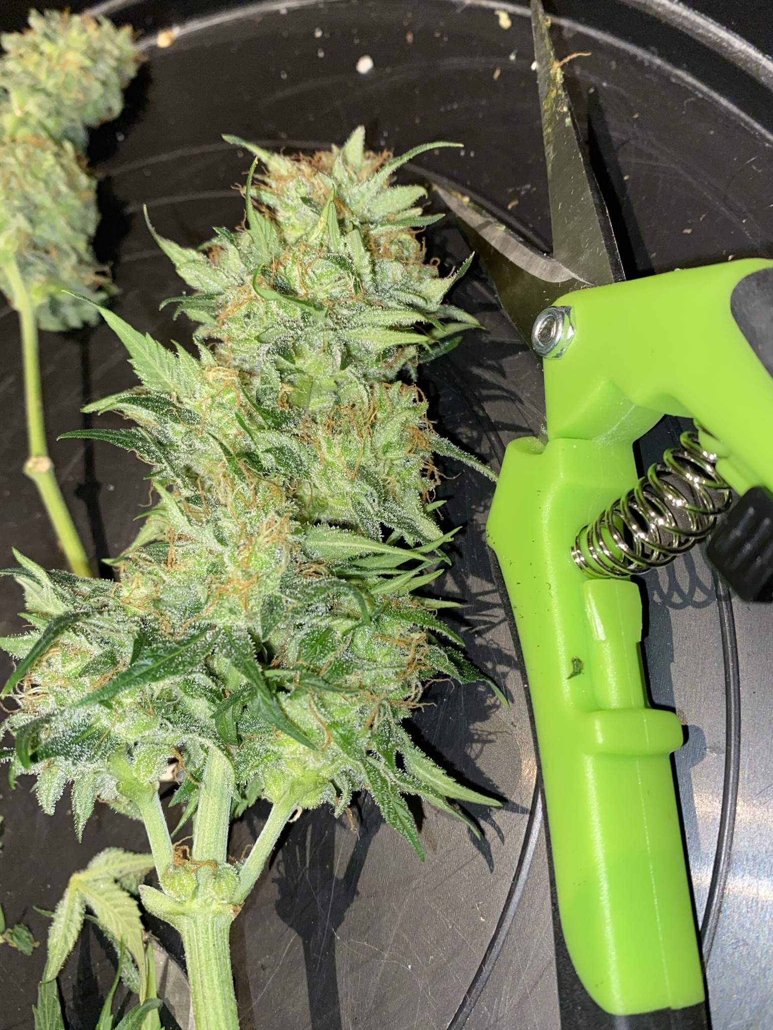 Sweet Seeds Cream Caramel Auto, Pure instinto grow diary (journal