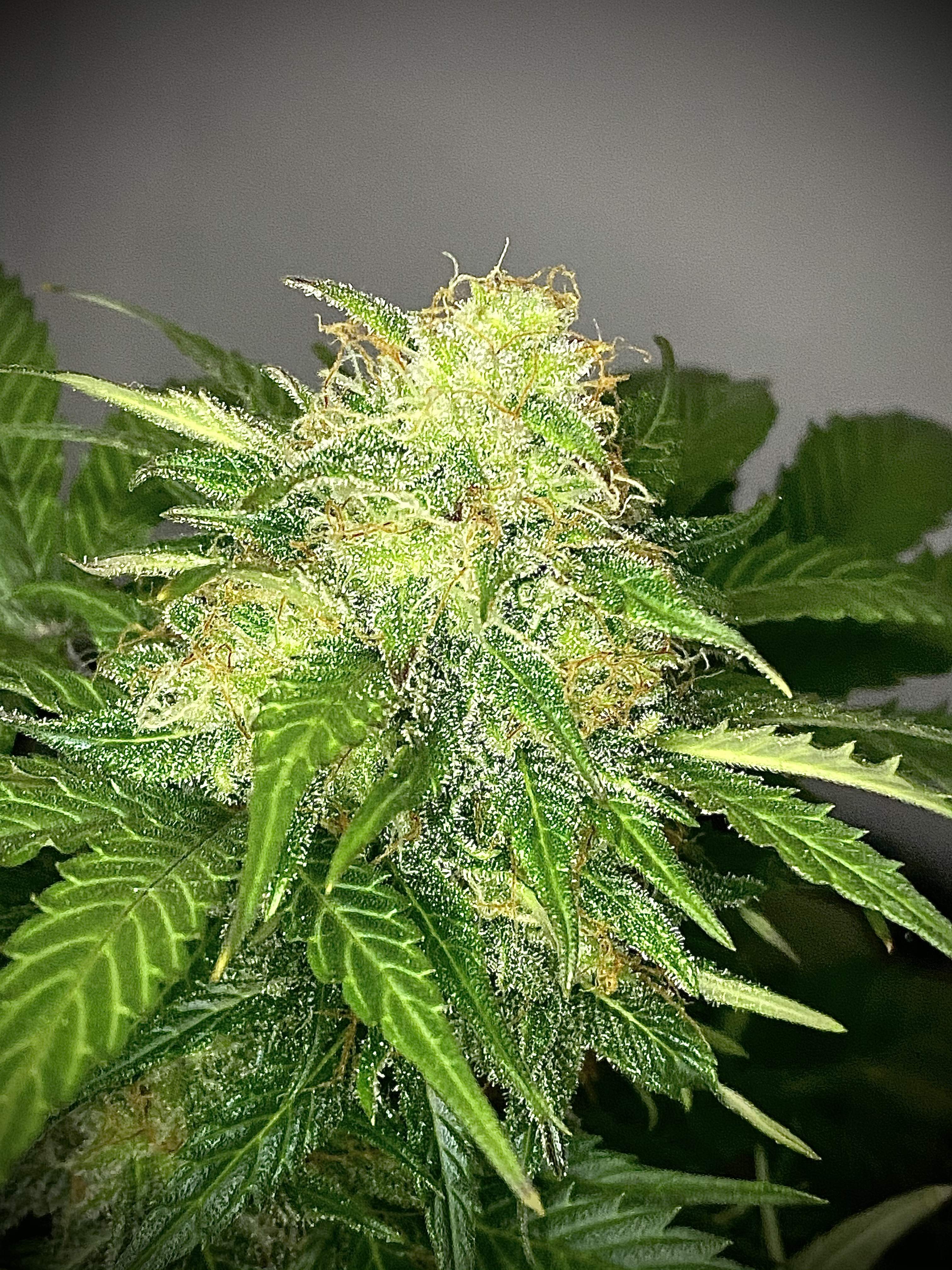 Sweet Seeds Cream Caramel Auto, Pure instinto grow diary (journal