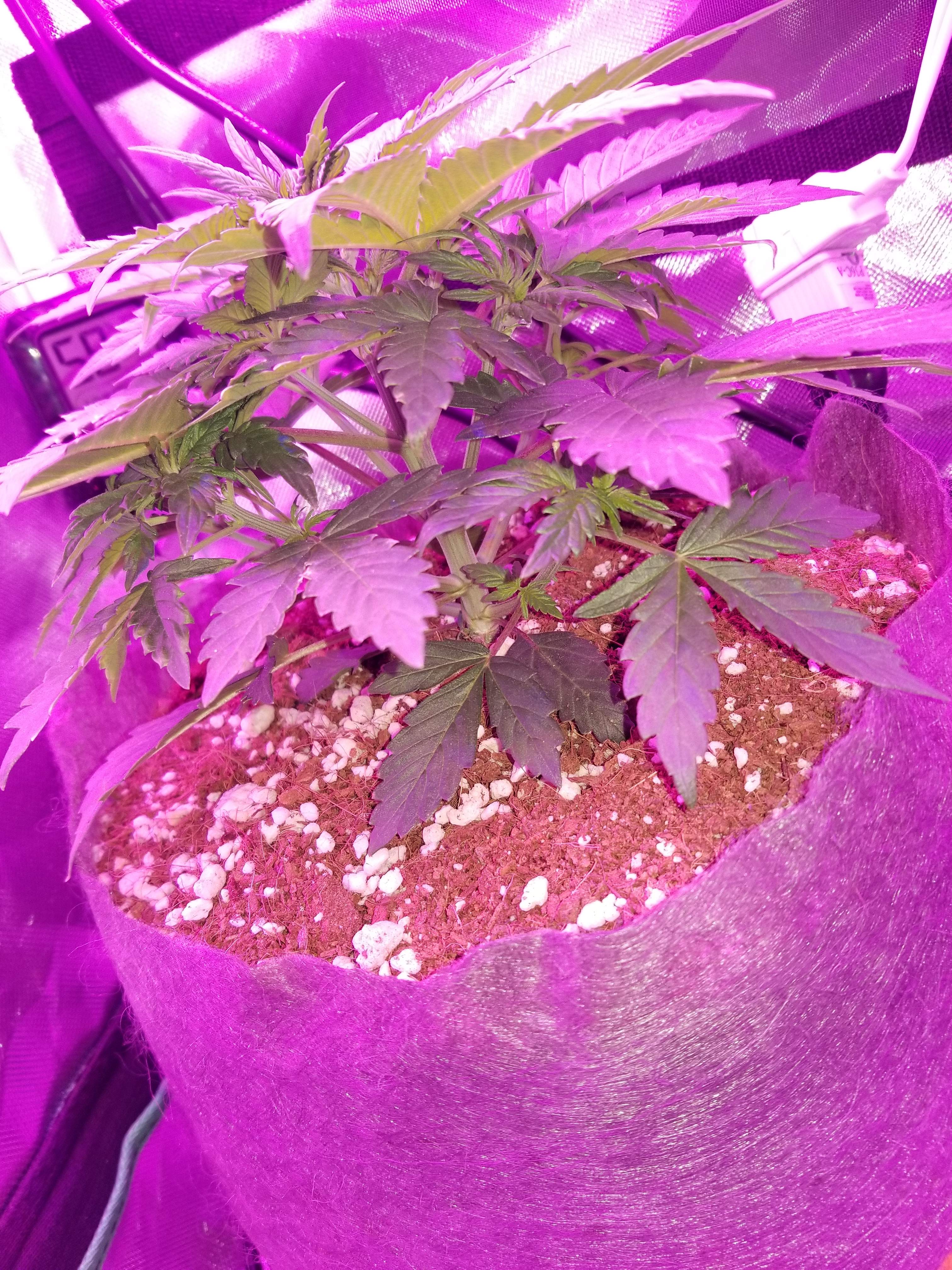Nirvana Blueberry Kush Autoflower grow diary (journal) week4 by
