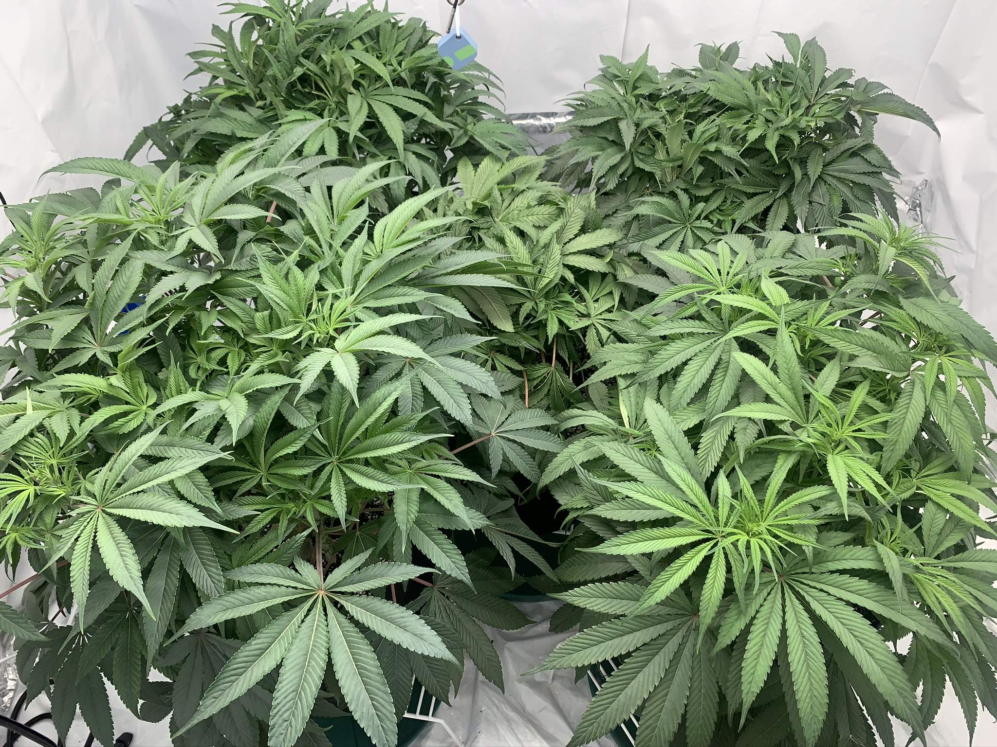 Exotic Truffle Monkey grow diary (journal) week9 by tokesly