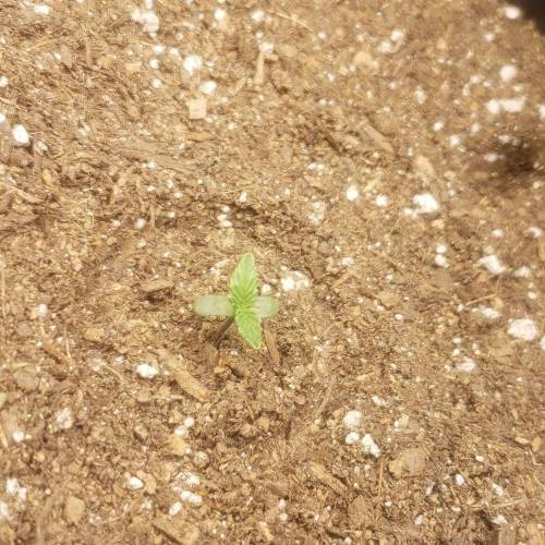 1st Grow. Week 1 - 11.18.20