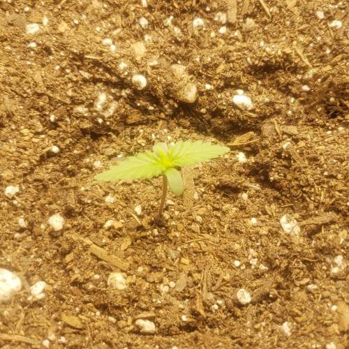 1st Grow. Week 1 - 11.19.20