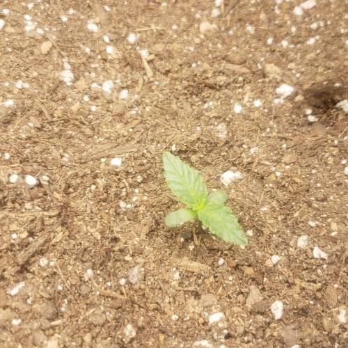 1st Grow. Week 1 - 11.19.20