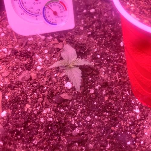 1st Grow. Week 2 - 11.23.20
