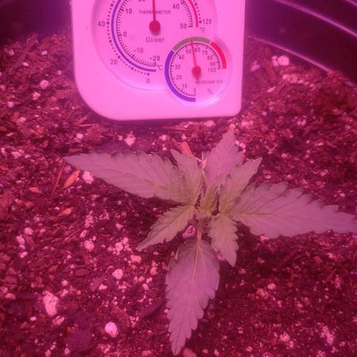 1st Grow. Week 2