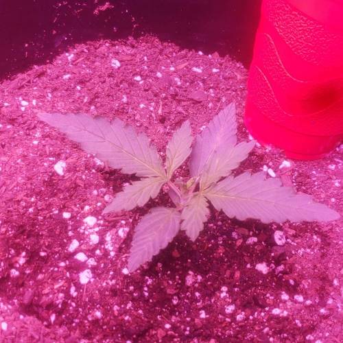 1st Grow. Week 2