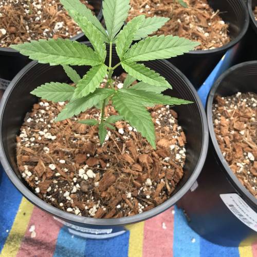 Uprising seed co. RP. Week 4 - 2.