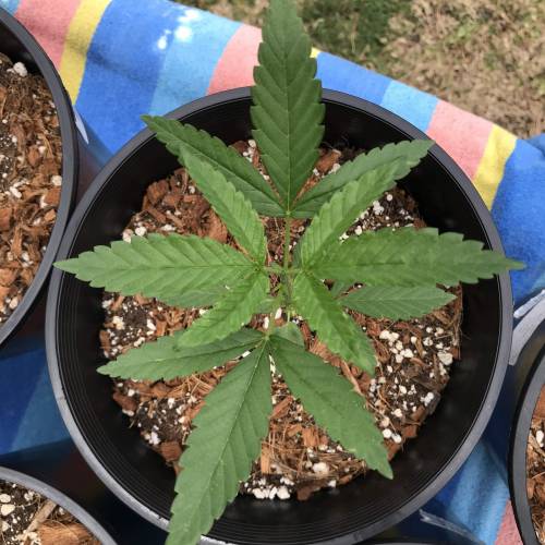 Uprising seed co. RP. Week 4 - 2. Top ped