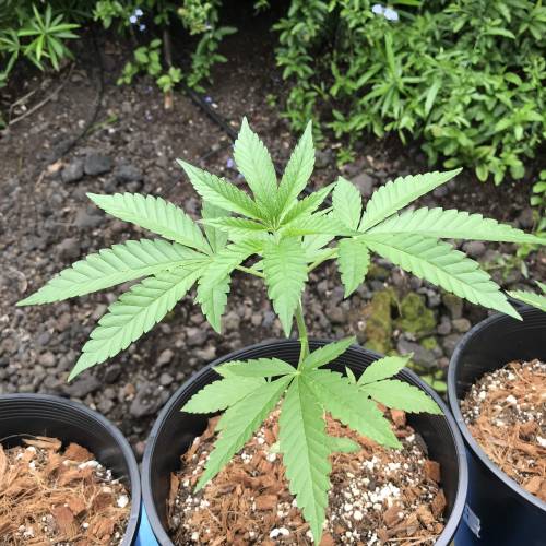 Uprising seed co. RP. Week 4 - 1. 