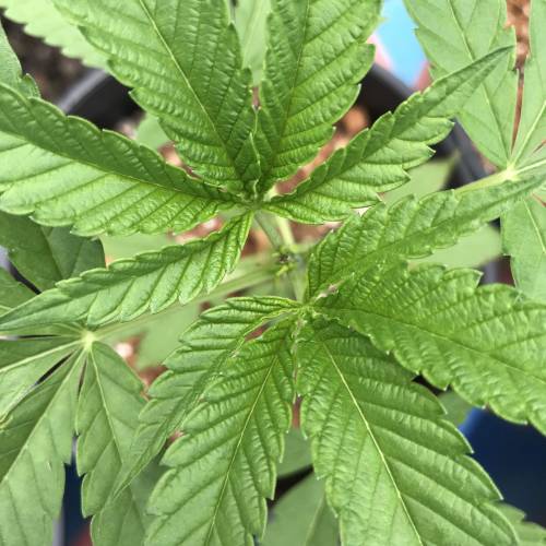 Uprising seed co. RP. Week 4 - 1. Topped