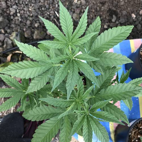 Uprising seed co. RP. Week 6 - 1Topped twice 