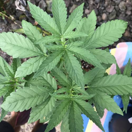 Uprising seed co. RP. Week 6 - 2