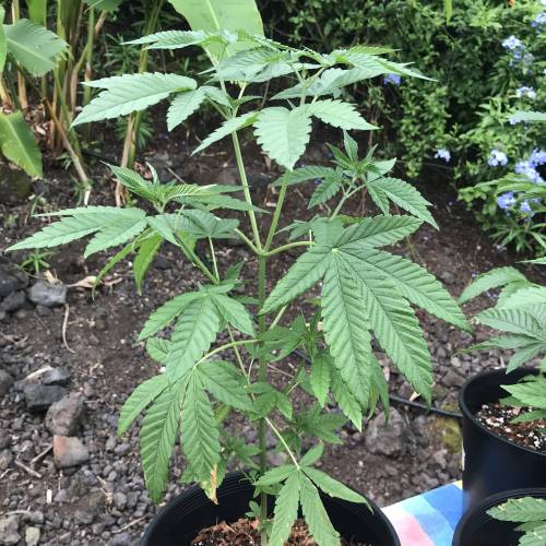 Uprising seed co. RP. Week 6 - 1