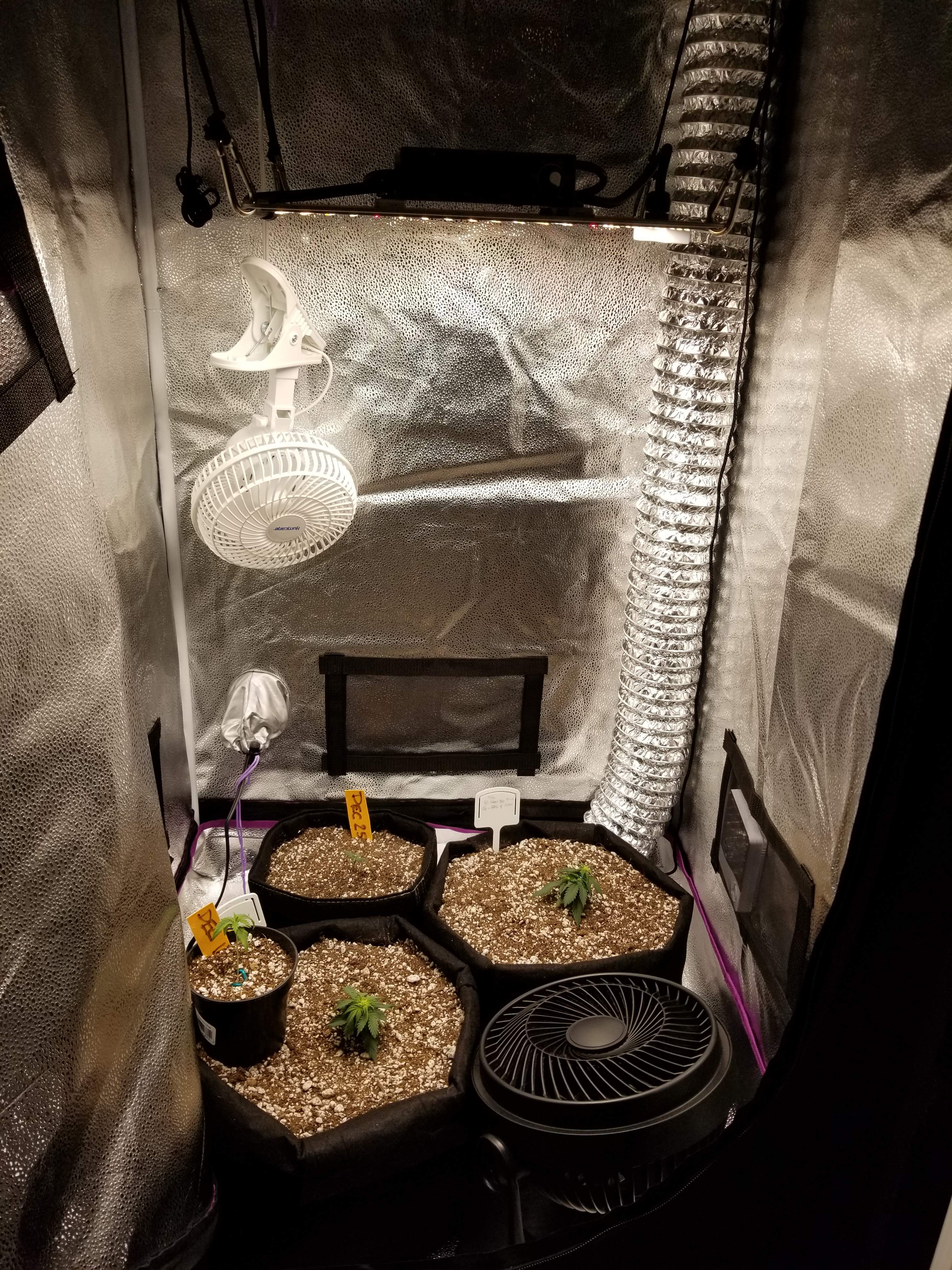 Northern lights grow diary (journal) week5 by FarmerRoy GrowDiaries