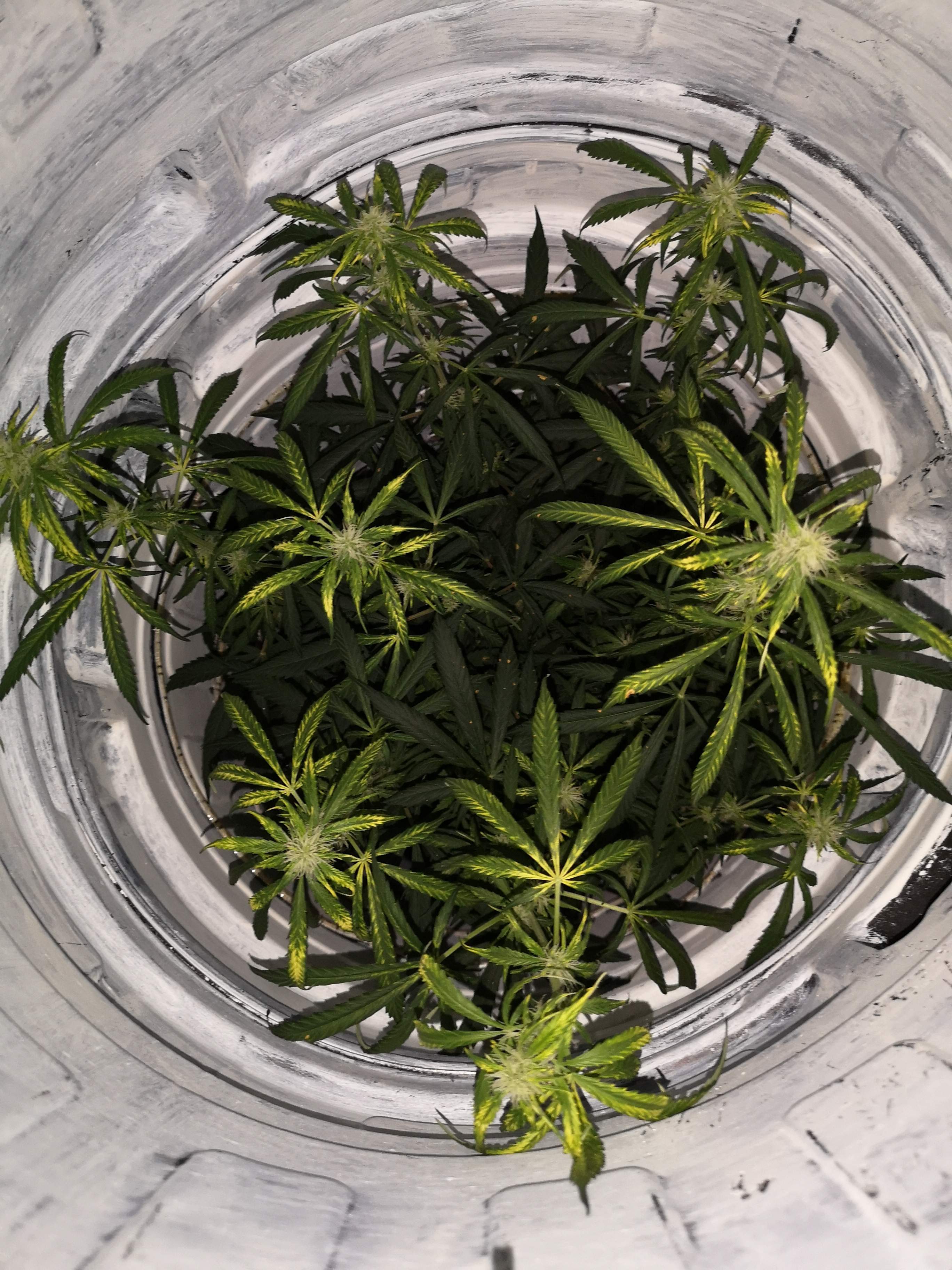 northern lights grow diary (journal) week3 by Greenhorn101 GrowDiaries