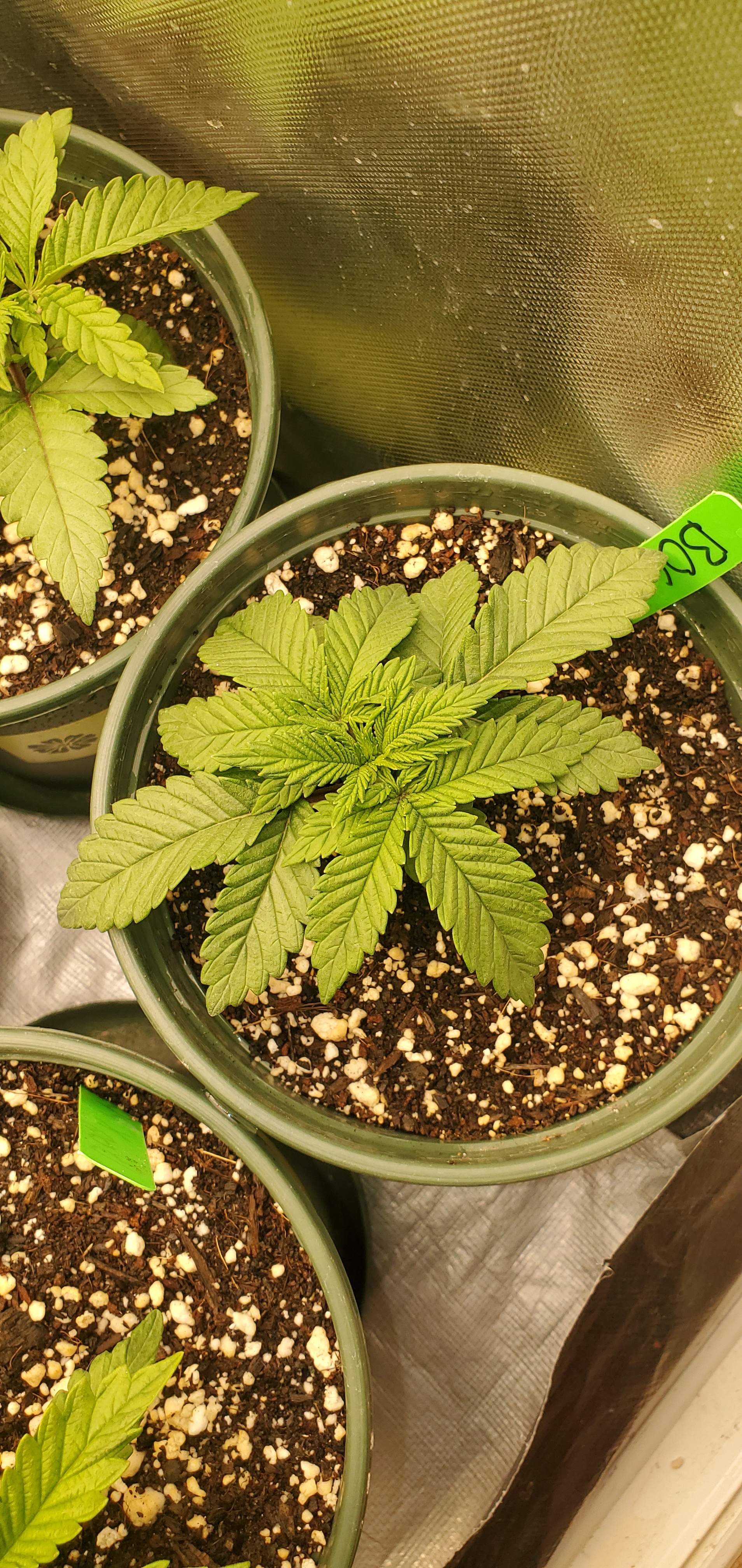 Banana og X Purple, Gelato 33 X Purple punch, Kush mints X strawnana 2