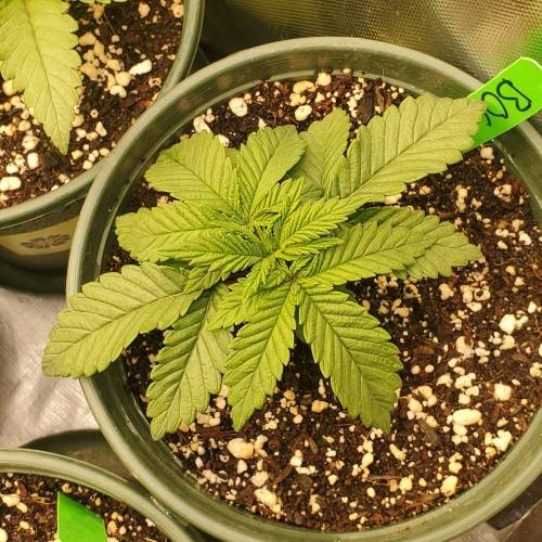 Purple City Banana og X Purple, Purple City