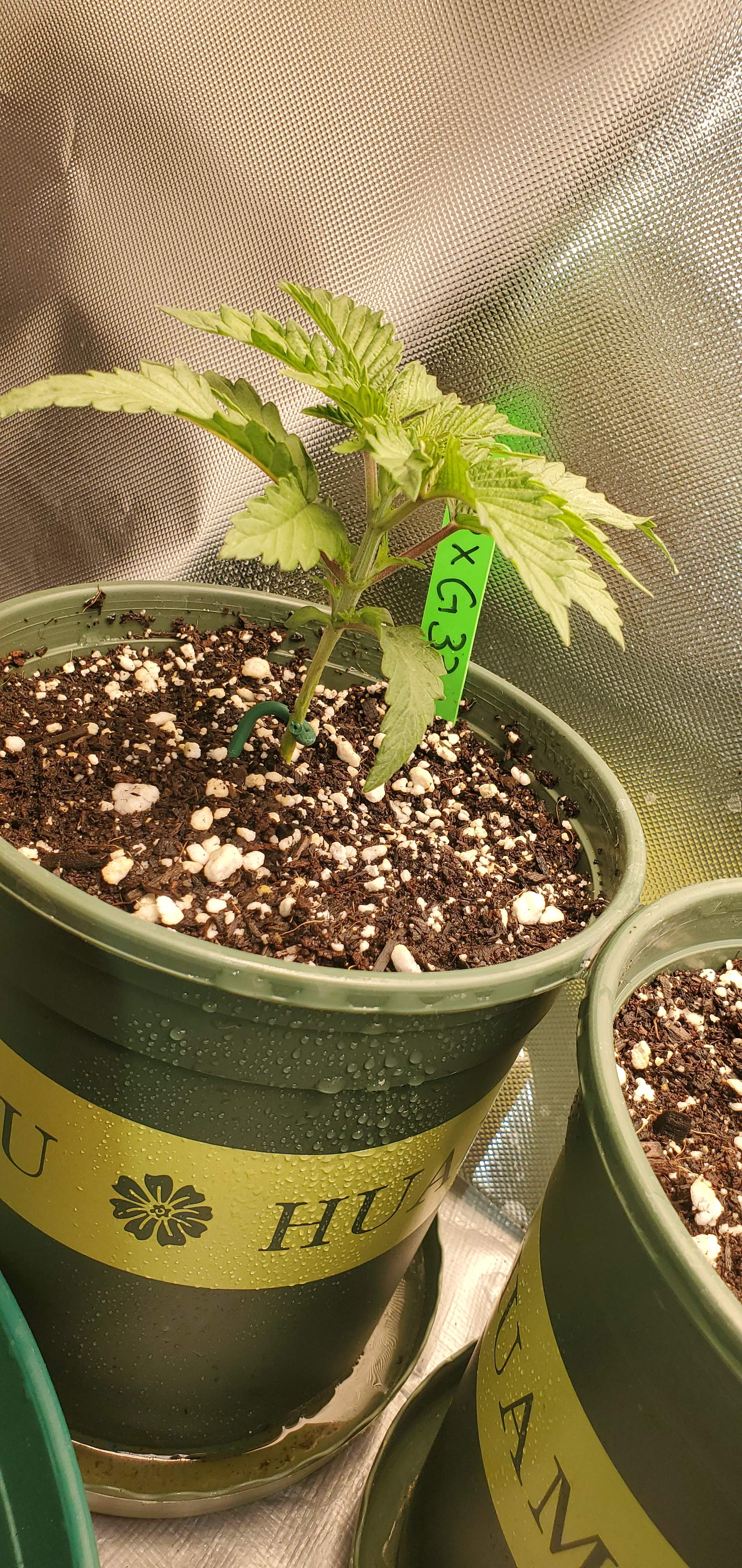 Banana og X Purple, Gelato 33 X Purple punch, Kush mints X strawnana 2