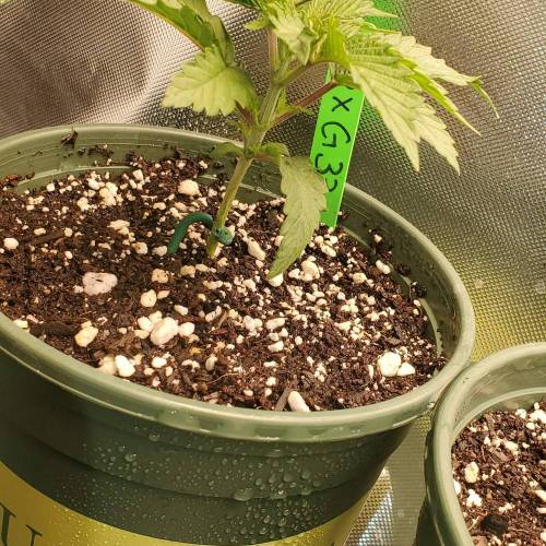 Purple City Banana og X Purple, Purple City