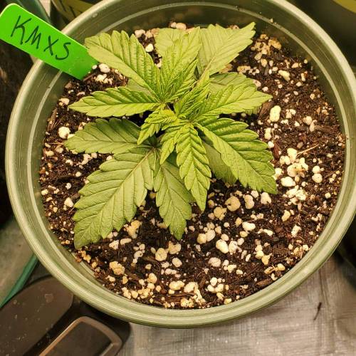 Banana og X Purple, Gelato 33 X Purple punch, Kush mints X strawnana 2