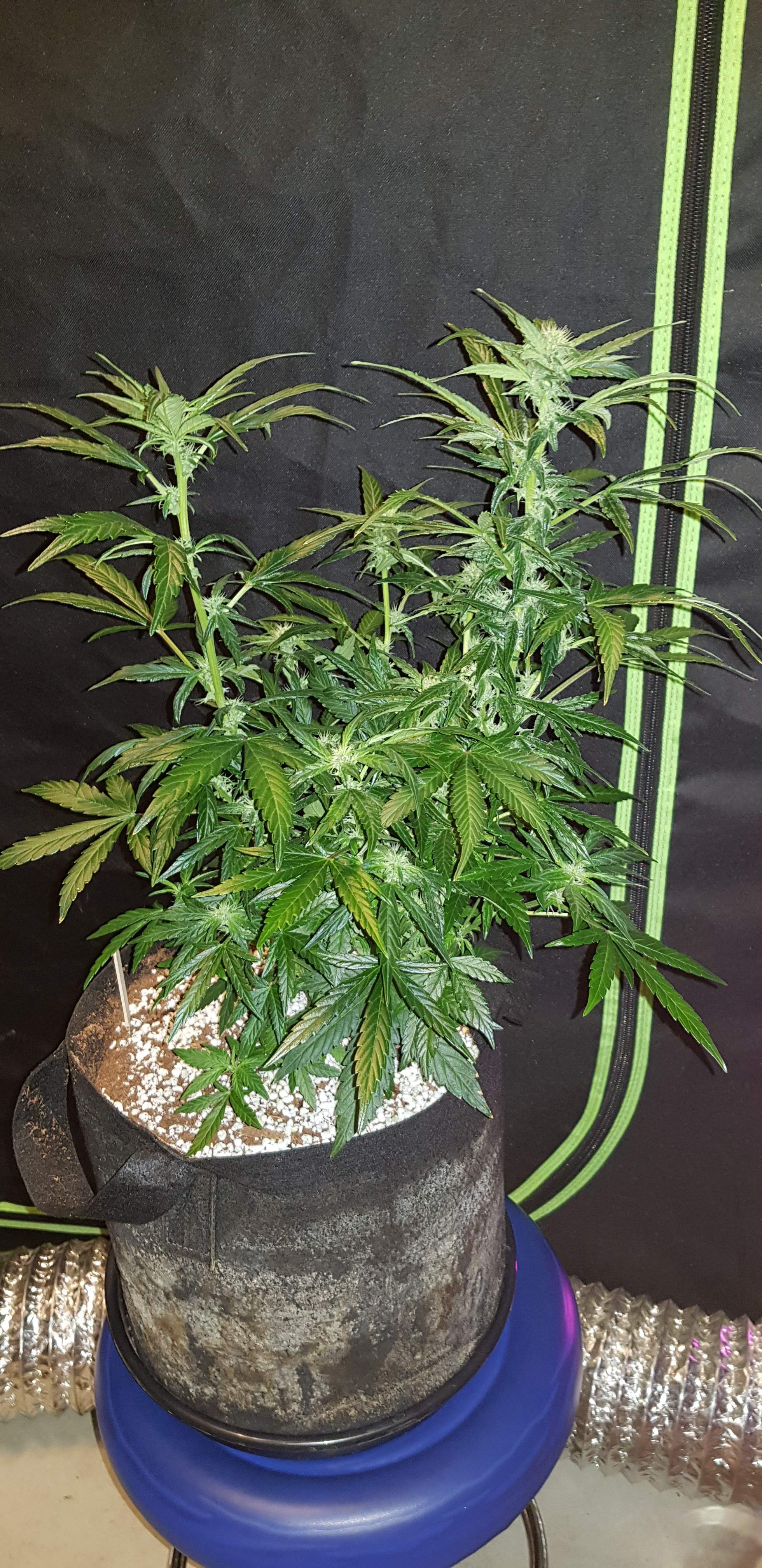 Humboldt Seed Organization Lemon Juice Express Auto grow diary (journal) week6 by ROM101