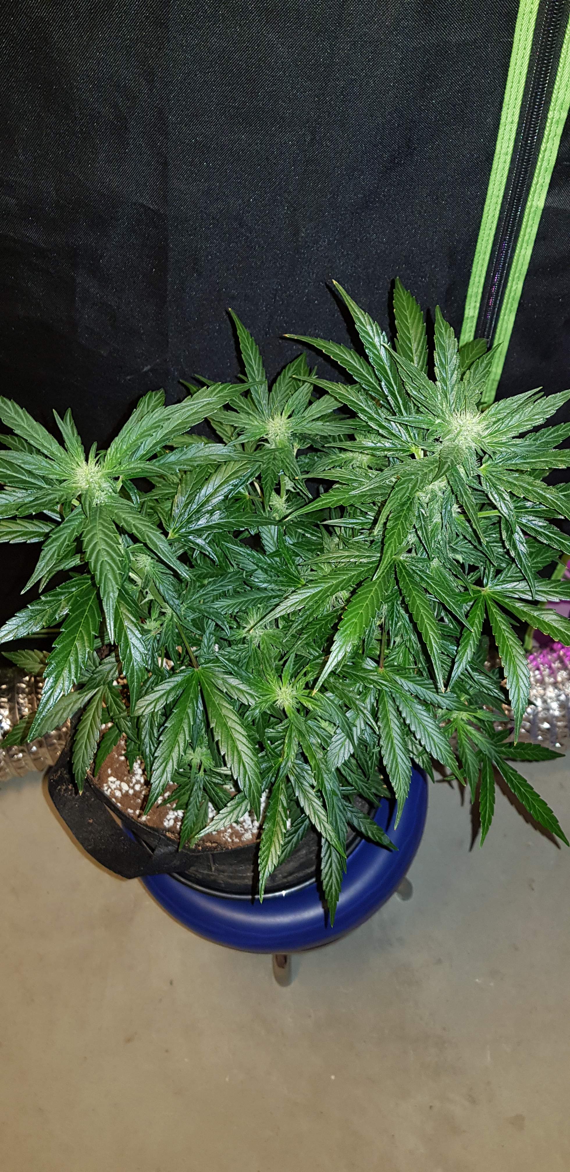Humboldt Seed Organization Lemon Juice Express Auto grow diary (journal) week6 by ROM101