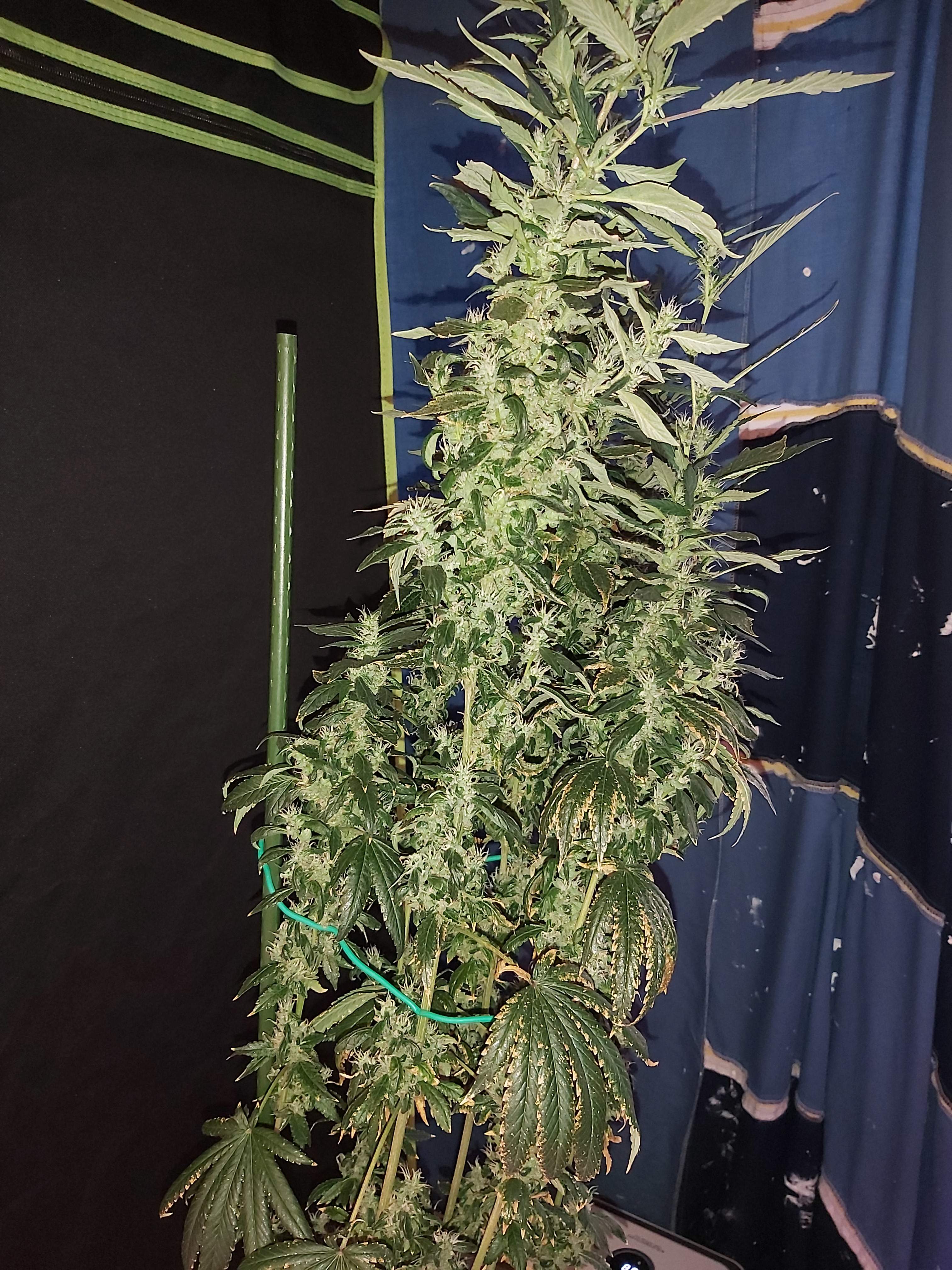Philosopher Seeds West Coast Sour Diesel x Girl Scout Cookies grow