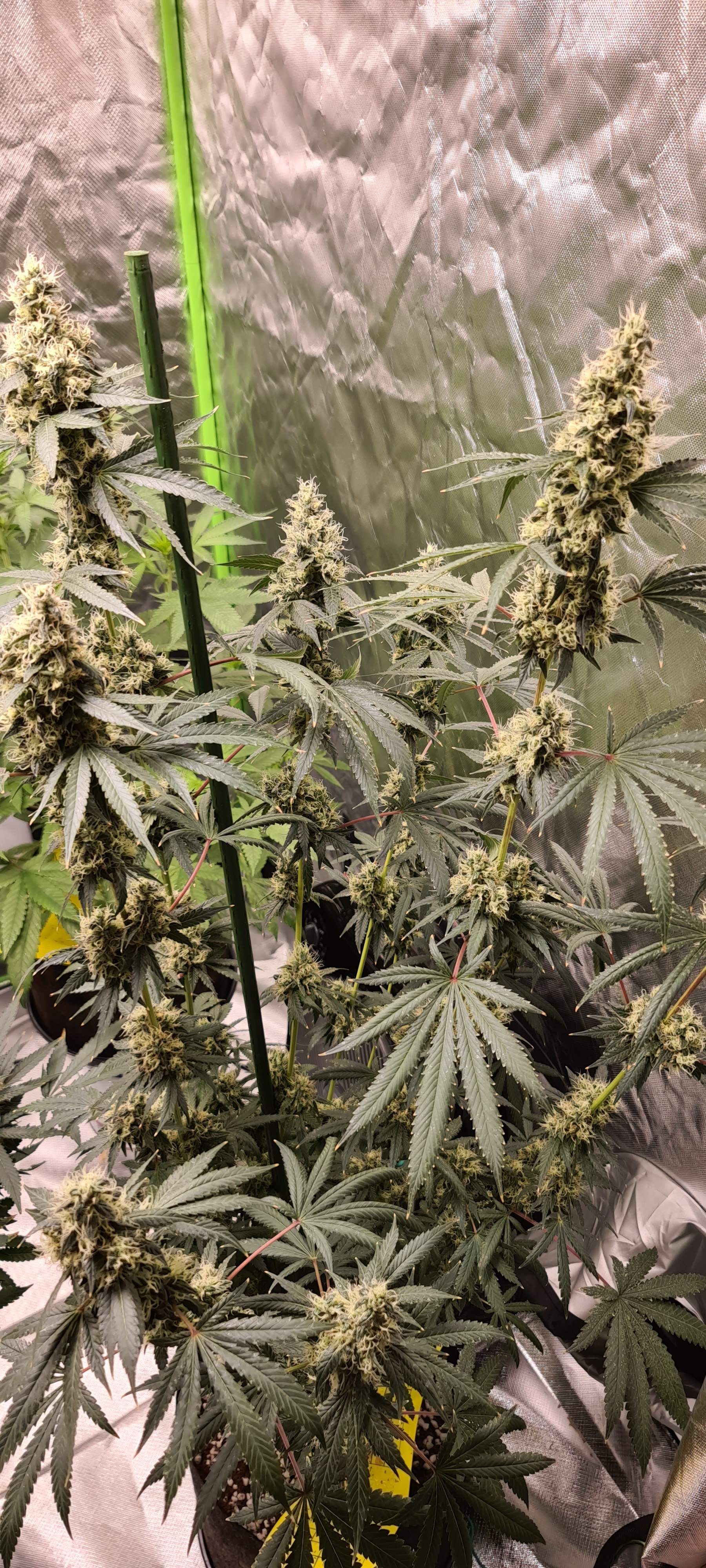 Philosopher Seeds West Coast Sour Diesel x Girl Scout Cookies 2 grow