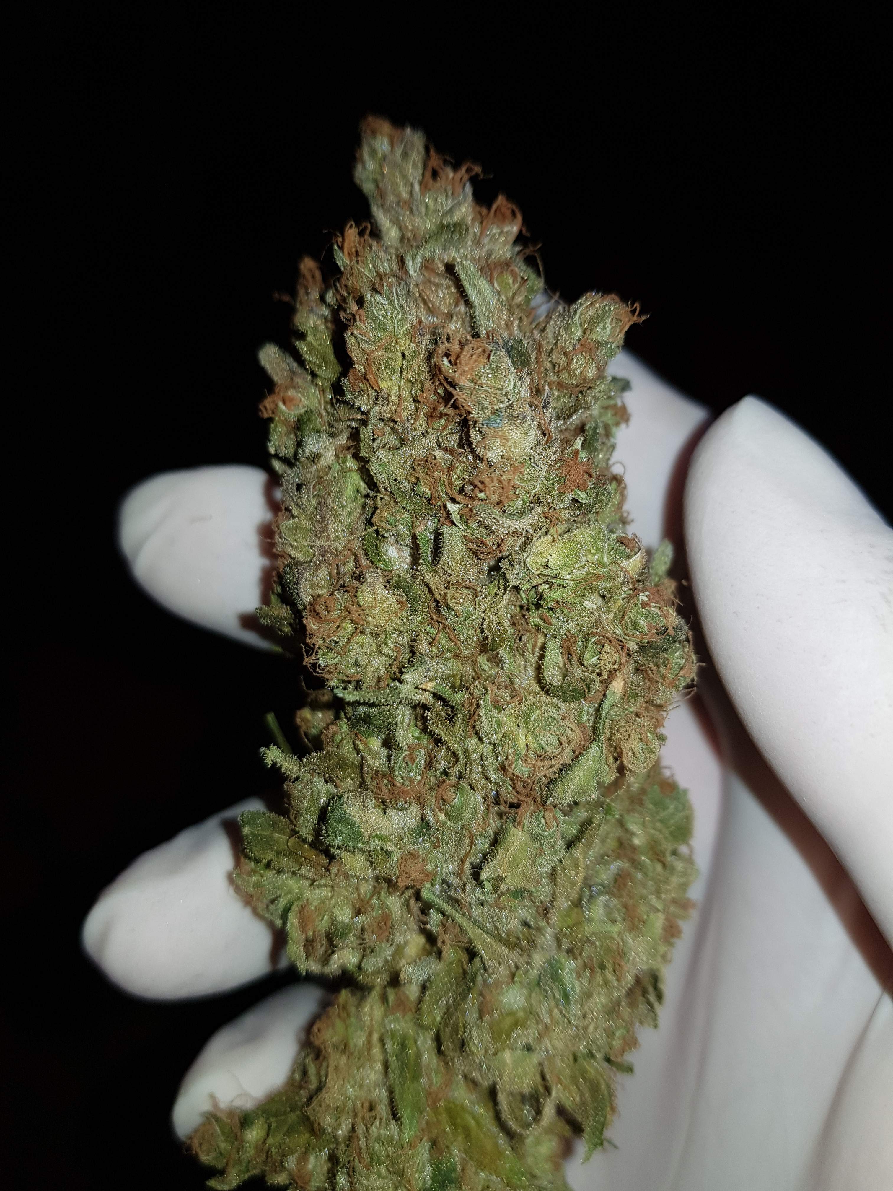 Seedsman Badazz Cookies OG grow diary (journal) harvest17 by ROM101