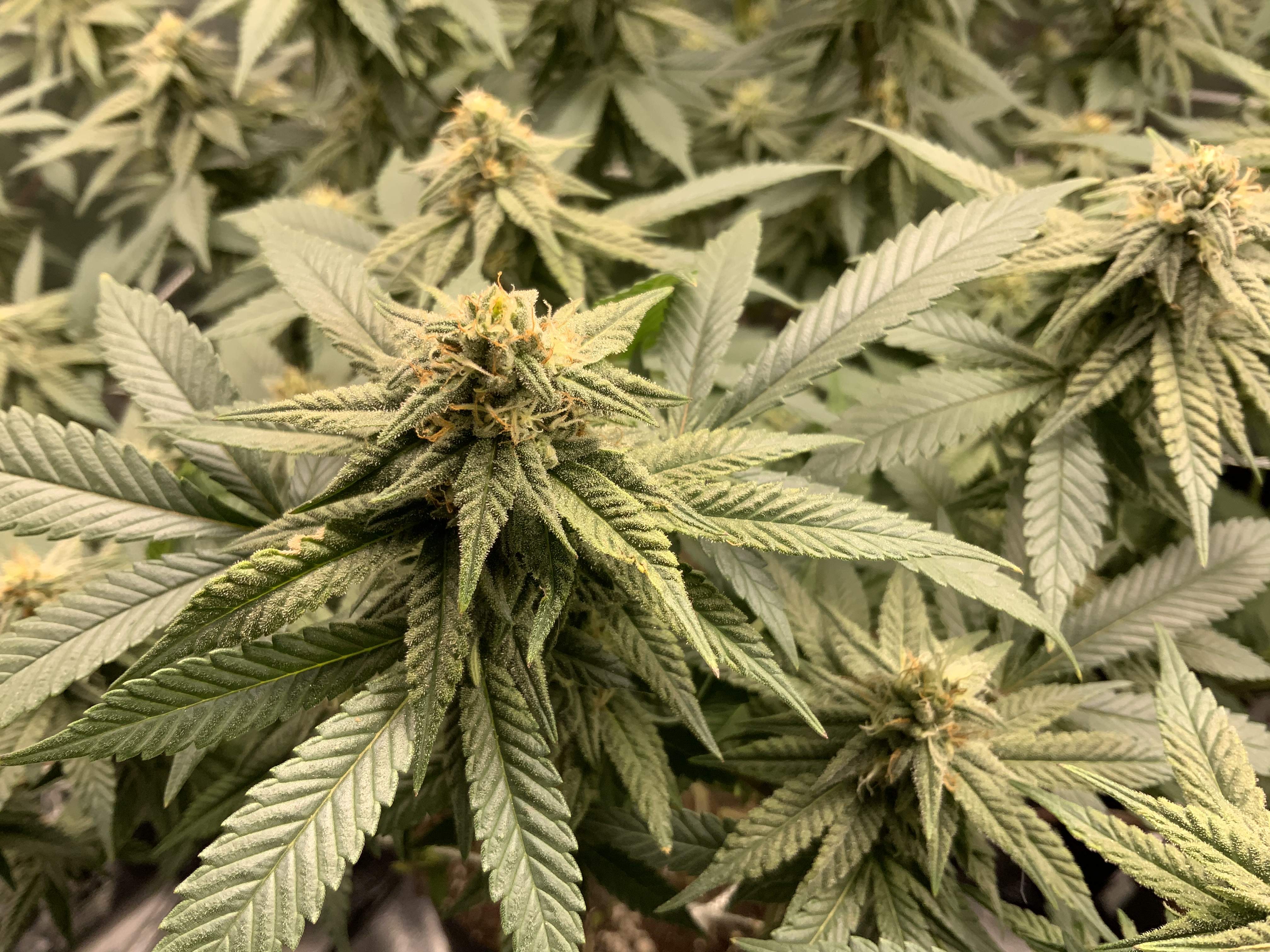 Barney's Farm Wedding Cake grow diary (journal) week4 by Canna_pnw