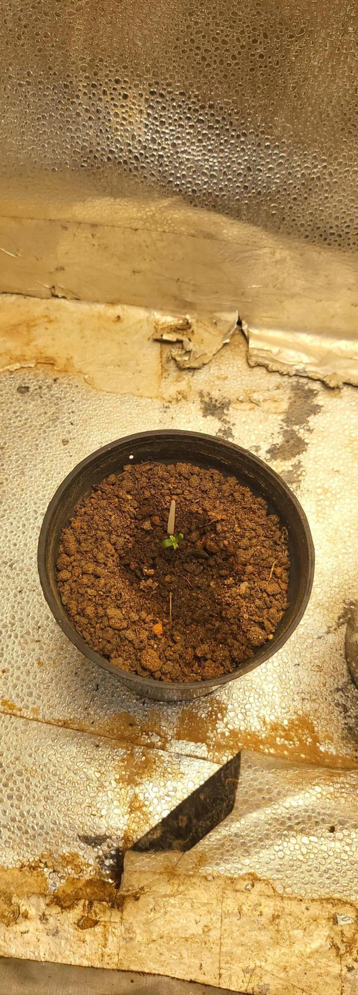 Sourdiesel auto. Week 0 - Growing 