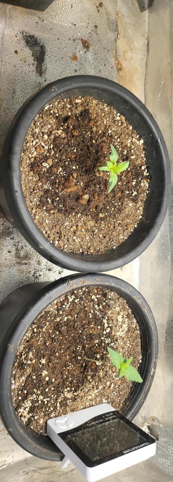 Sourdiesel auto. Week 2 - Growing