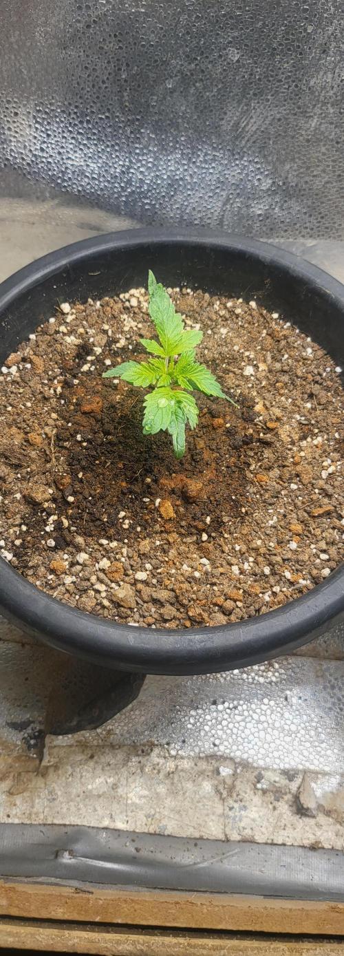 Seedsman Sourdiesel auto. Week 2