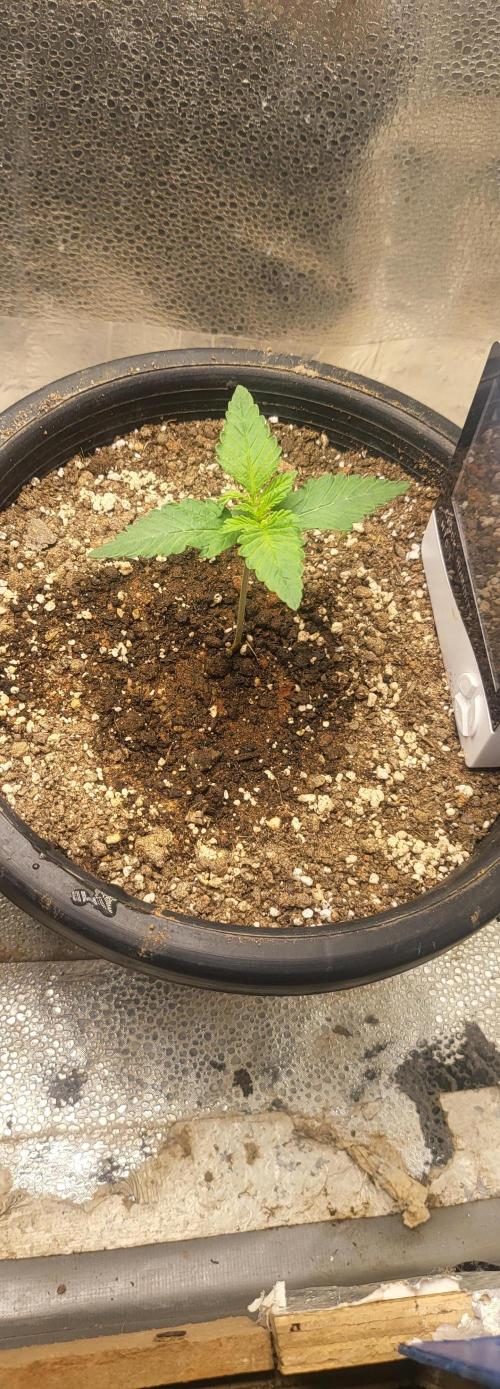 Seedsman Sourdiesel auto. Week 2