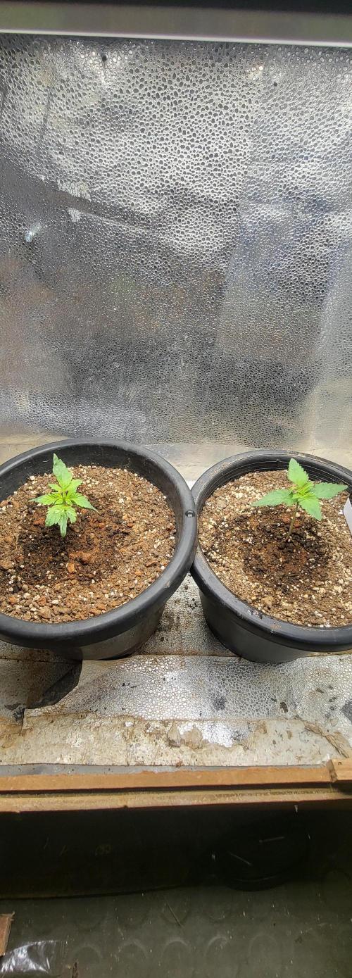 Seedsman Sourdiesel auto. Week 2