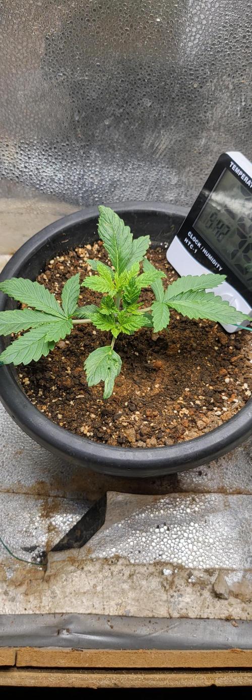 Seedsman Sourdiesel auto. Week 3