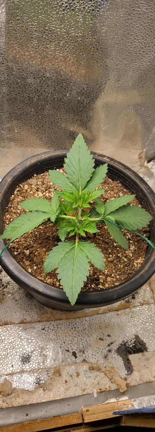 Seedsman Sourdiesel auto. Week 3