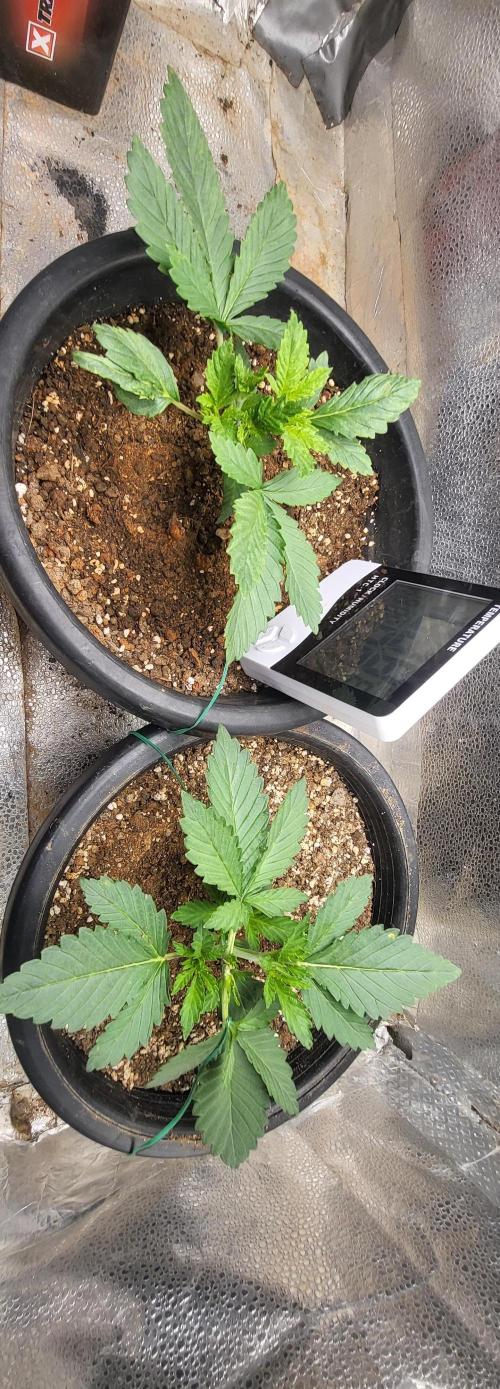 Seedsman Sourdiesel auto. Week 3