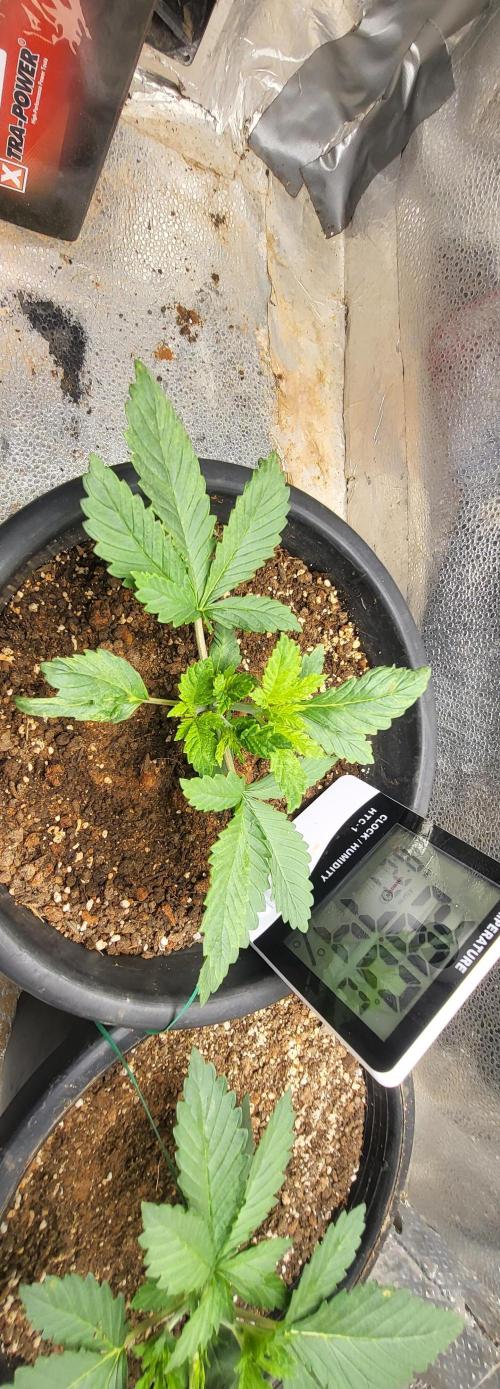 Seedsman Sourdiesel auto. Week 3