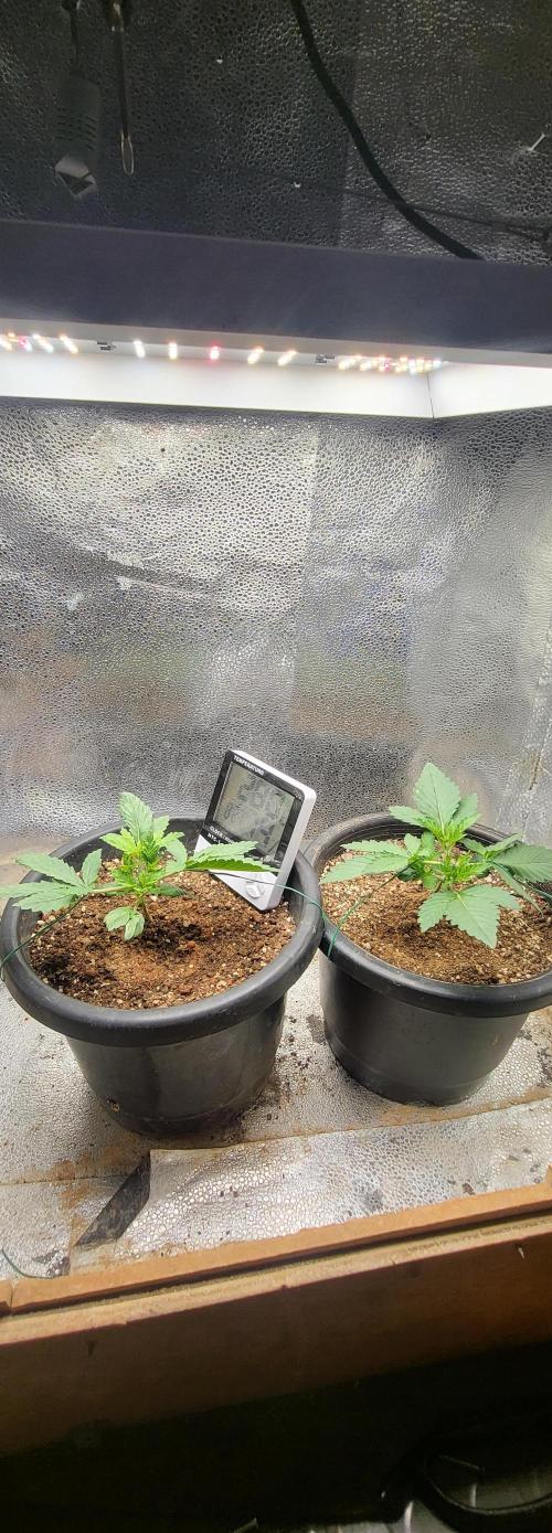 Seedsman Sourdiesel auto. Week 3