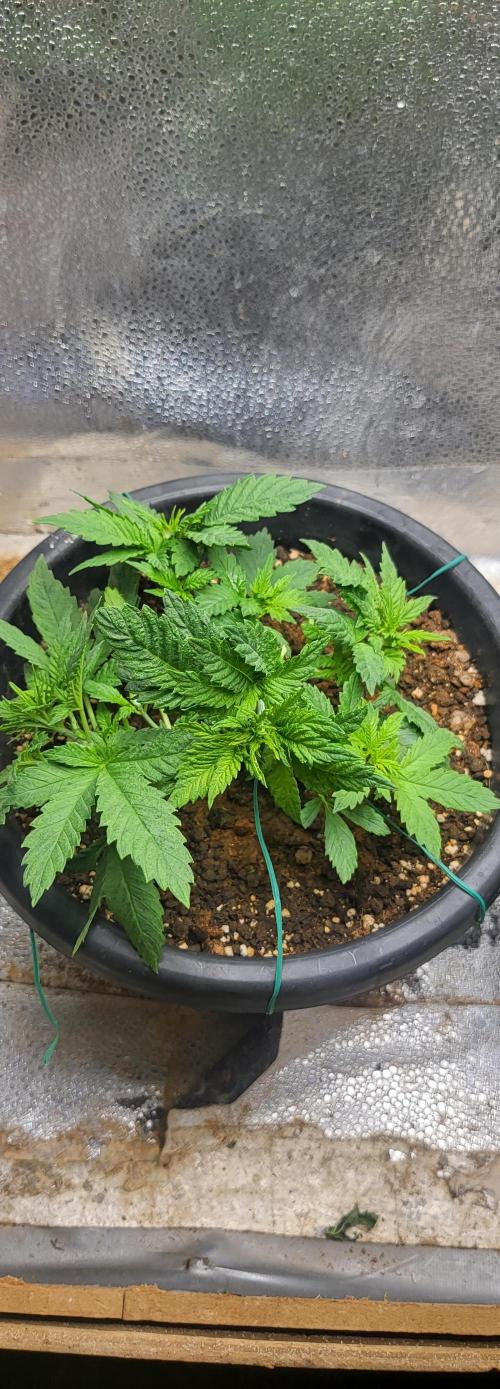 Seedsman Sourdiesel auto. Week 4