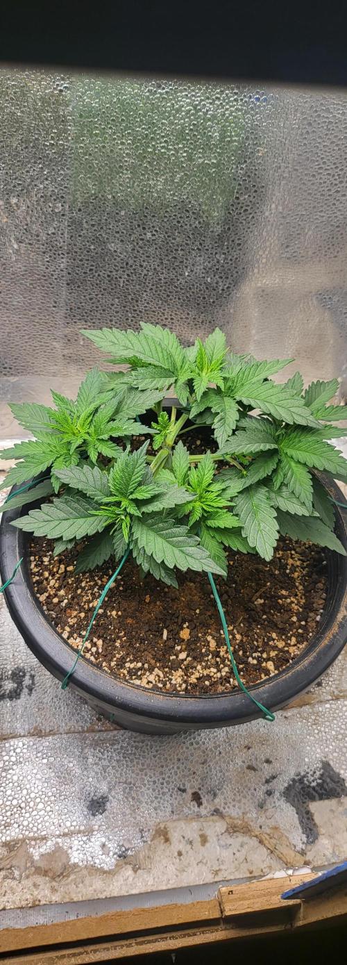 Seedsman Sourdiesel auto. Week 4