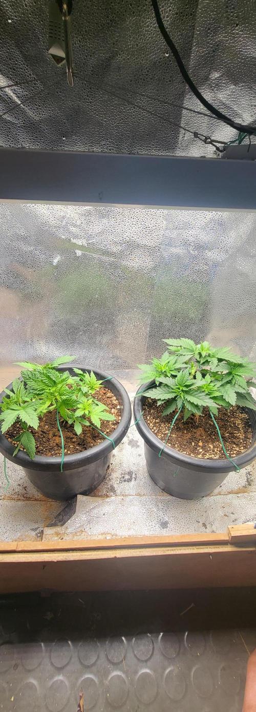 Seedsman Sourdiesel auto. Week 4