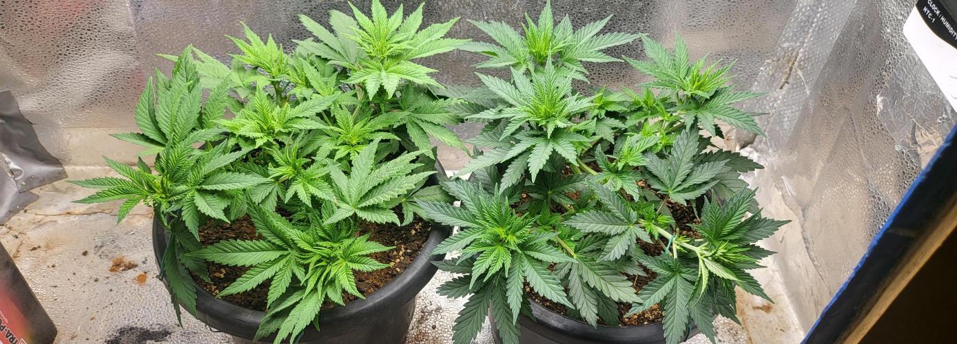 Sourdiesel and Blood moon gelato auto. Week 5