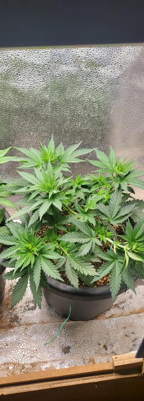 Sourdiesel and Blood moon gelato auto. Week 5