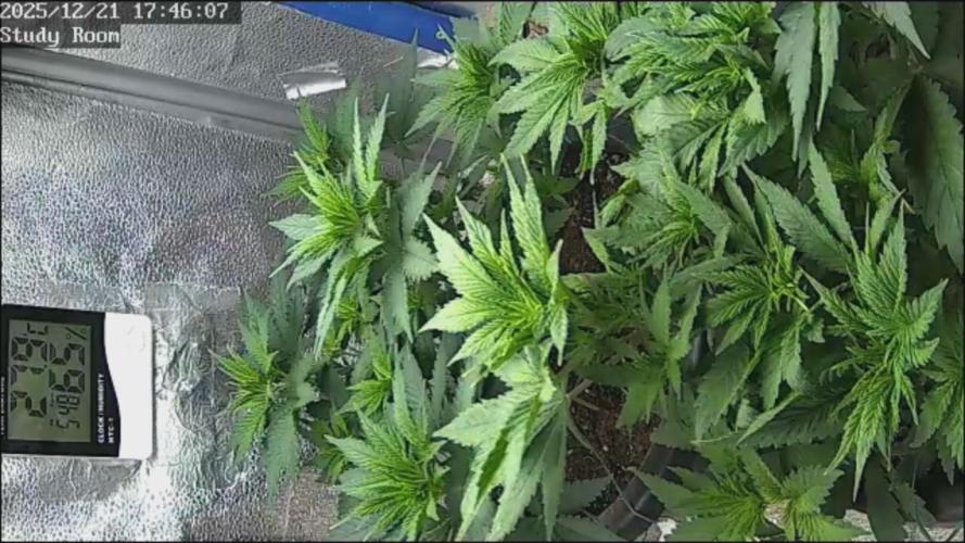 Sourdiesel and Blood moon gelato auto. Week 5